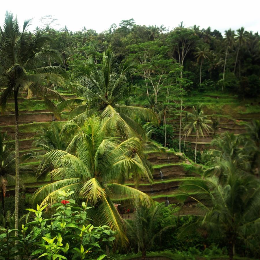 Ferienwohnung Mano House Ubud Exterior foto